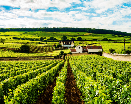 Bourgogne Motorreis