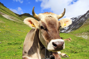 Motorvakantie Frankrijk Bergen